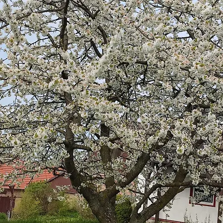 Waldblick Goslar
